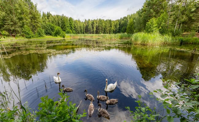 Природні парки та екосистеми: як зрозуміти клімат і середовище